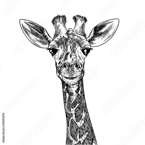 Portrait of cute giraffa, hand drawn ink sketch