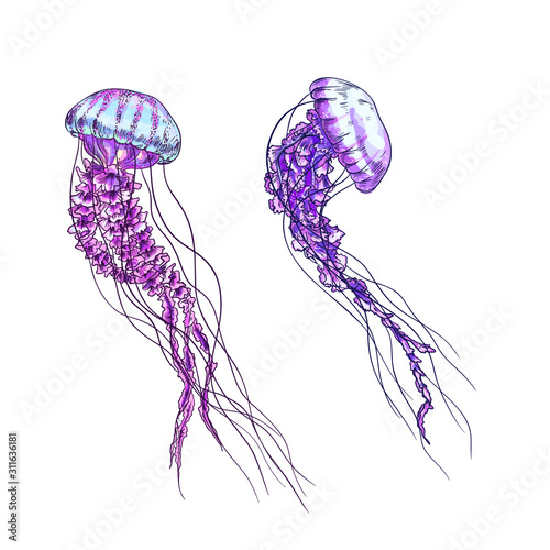 Two jellyfish, purple and pink tints, full color