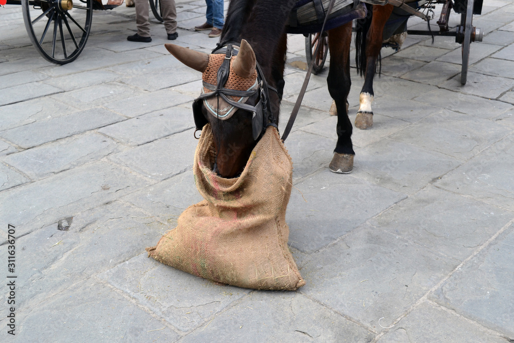 Horse eating bag deals