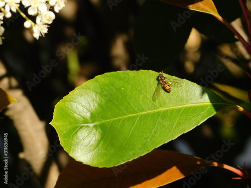 A marmalade hoverfly, or Episyrphus balteatus, on a green photinia leaf