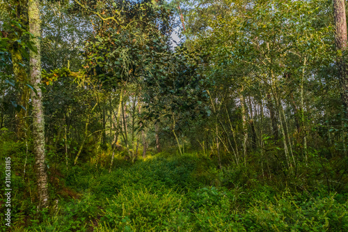 Fullshot of leafy trees