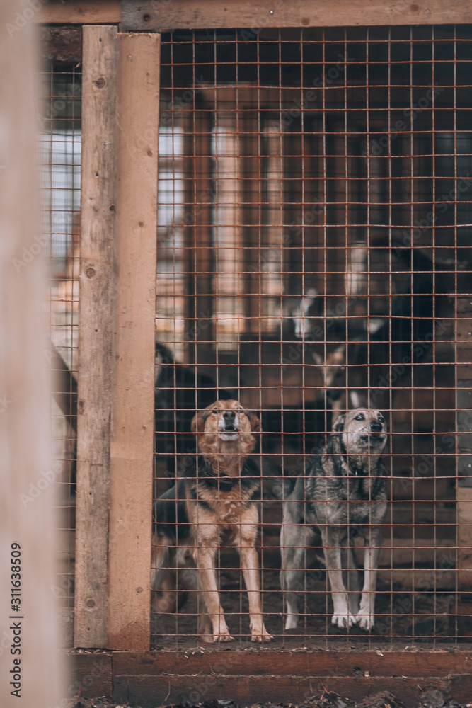 Dogs in a cage. Homeless dogs are locked in a shelter cage. Saving