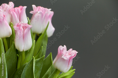 Close up of pink tulips on a dark wooden table, greeting background or concept