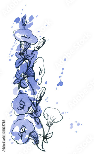 Bindweeds flowers,color background and black graphic,blue blot.Hand drawn watercolor illustration