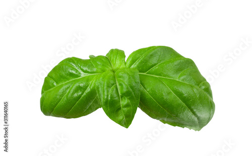 .basil leaves on a white background