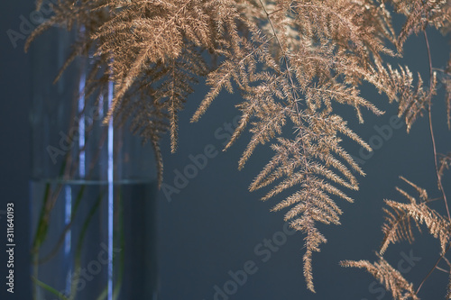 Branch asparagus fern or asparagus setaceus painted in gold in a glass vase, festive background or concept photo