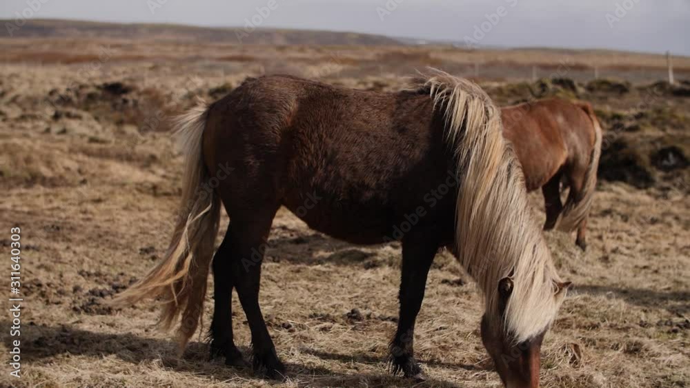 The brown horse eats hay. Icelandic horse. The brown horse eats hay. Icelandic horse.