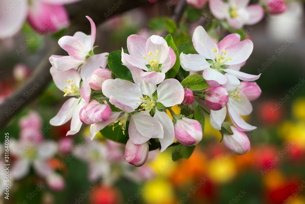 Flowering apple tree in spring, many white flowers blossom on the tree in the garden in clear weather. Spring concept, background of red and yellow tulips