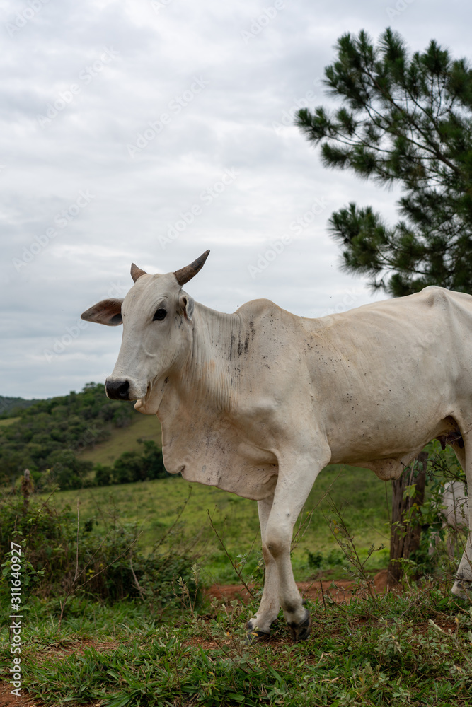 A big cow roaming in a green grass field in Brazil
