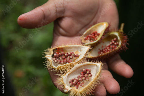 Achiote tree with Annatto fruits and pink flower, Amazon region, Brazil, South America
