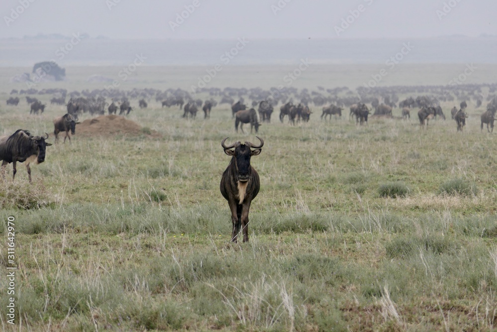 Fototapeta premium Neugieriges Gnu sticht aus Herde hervor, Serengeti, Tansania, Afrika