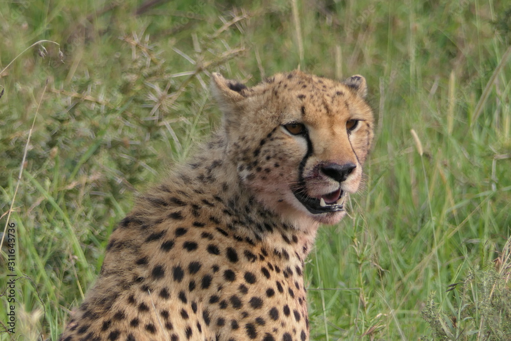 Cheetah close up in Serengeti, Tanzania, Africa Cheetah close up in Serengeti, Tanzania, Africa