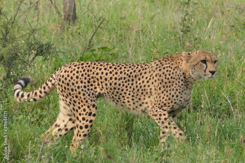 Cheetah walking in Serengeti, Tanzania, Africa