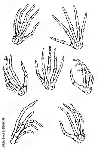 Hand drawn vector collection. Set of human bone hands in different gestures. Black contour anatomical sketches isolated on white. Engraving style. Elements for design print, halloween card, typography