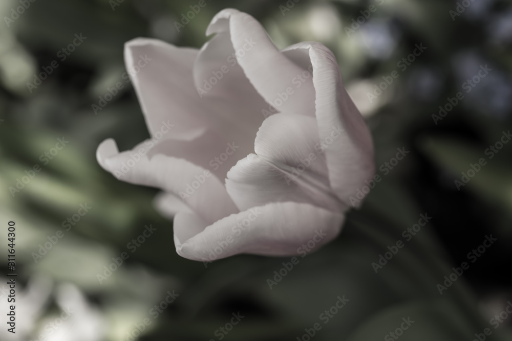 Fototapeta premium Tulip