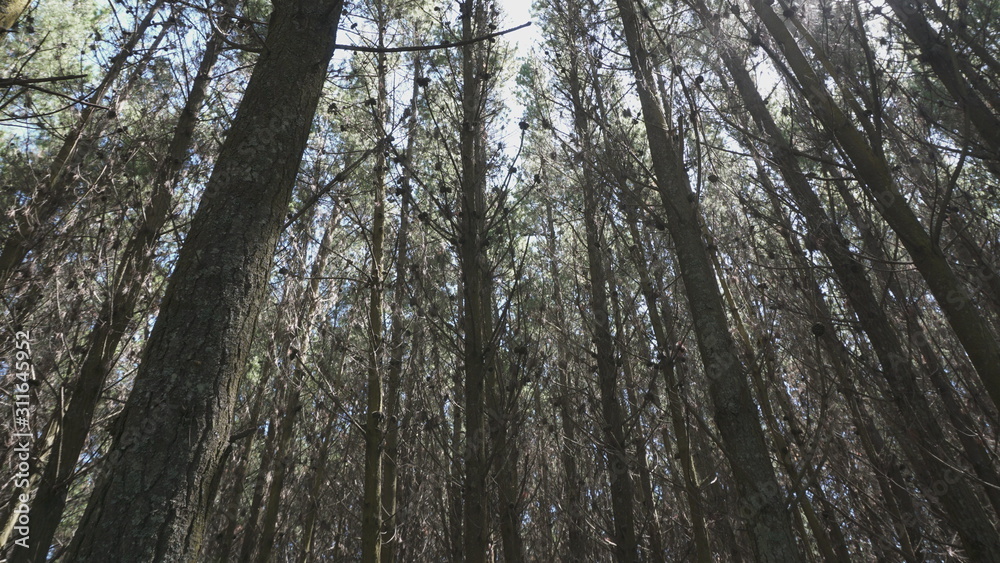 Fototapeta premium pradera