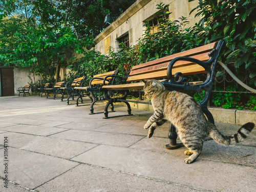 Canvas Print Cat in Istanbul, Turkey
