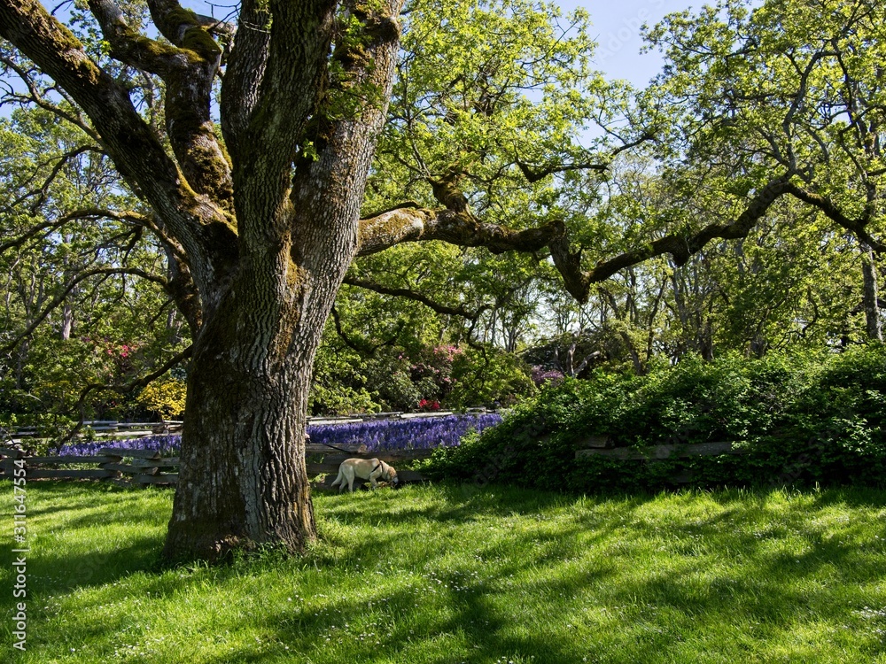 Field of lupines