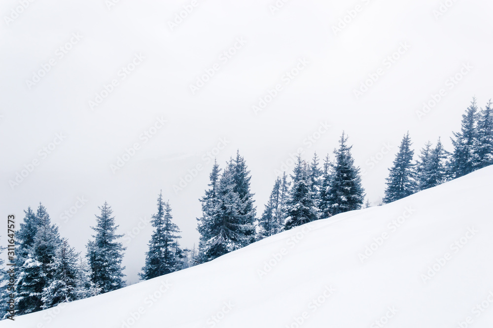 Fototapeta premium Winter background with snowy fir trees