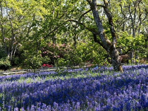 Field of lupines