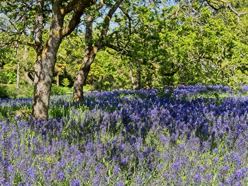 Field of lupines