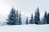 White winter landscape with snow, snow-covered trees and foggy mountains in Austrian Alps