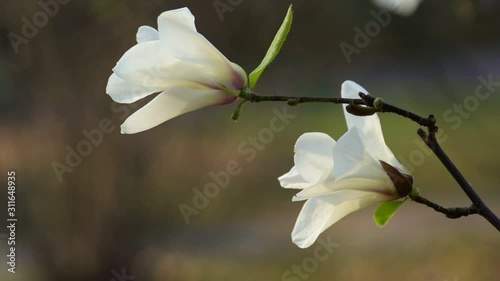 White magnolia flowers side view