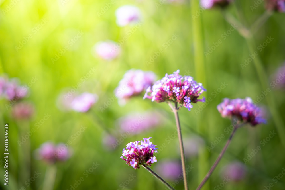 The background image of the colorful flowers The background image of the colorful flowers