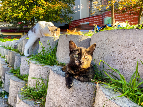 Photography Home-made housing for homeless cats in Istanbul, Turkey October 27, 2019