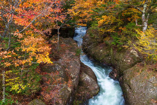 Fototapeta Naklejka Na Ścianę i Meble -  waterfall with autumn season in nikko japan