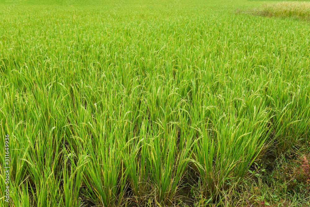 Green paddy rice field agriculture /