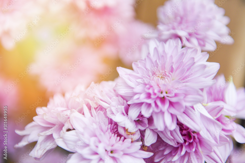 Close up of bunch flower pink chrysanthemum purple beautiful / Chrysanthemum flowers decoration in a vase in a bright living room plant Close up of bunch flower pink chrysanthemum purple beautiful / Chrysanthemum flowers decoration in a vase in a bright living room plant
