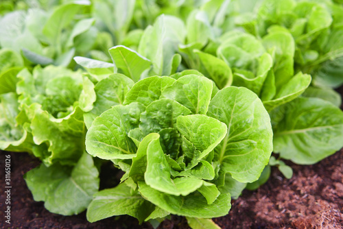 fresh vegetables lettuce leaf in the garden food organic vegetable gardening wait harvested for green salad health food