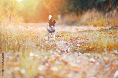 Dog outside running yellow grass field at sunset in the autumn tree forest at park background - pet dog outdoor walks in the garden summer