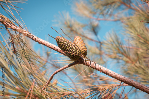 Oval cones on the background of branches and sky