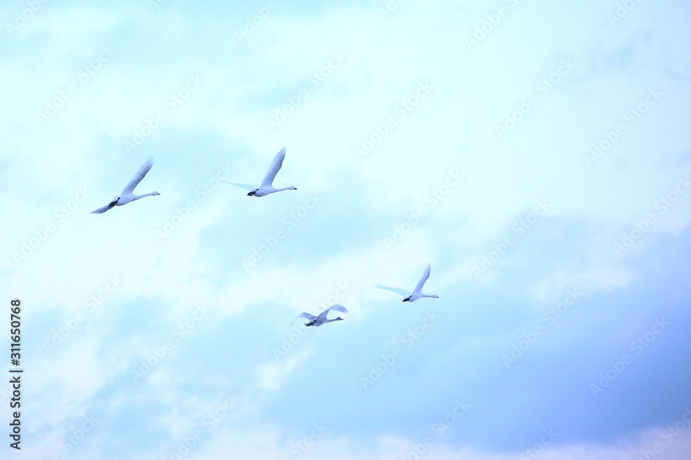 北海道の白鳥	