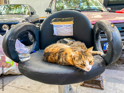 Photography Cat in Istanbul, Turkey