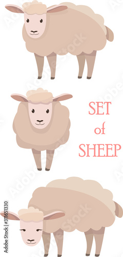 Vector illustrations of sheep in different positions isolated on a white background in cartoon style.