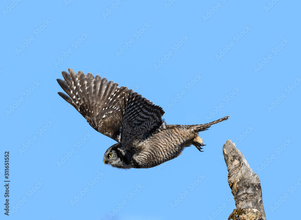 Fototapeta premium Northern Hawk Owl Takes Off from the Top of the Tree on Blue Sky