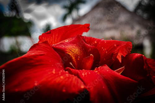 red rose with water drops of morning dew on black background