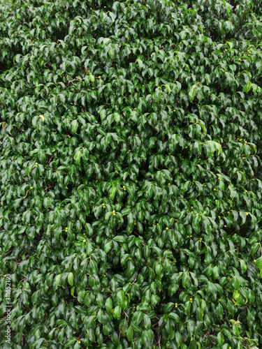 background of green leaves