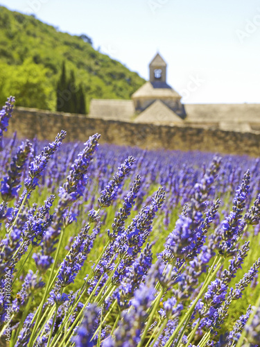Lavendel, Kloster Senanque, Provence, Frankreich, Senanque © visualpower
