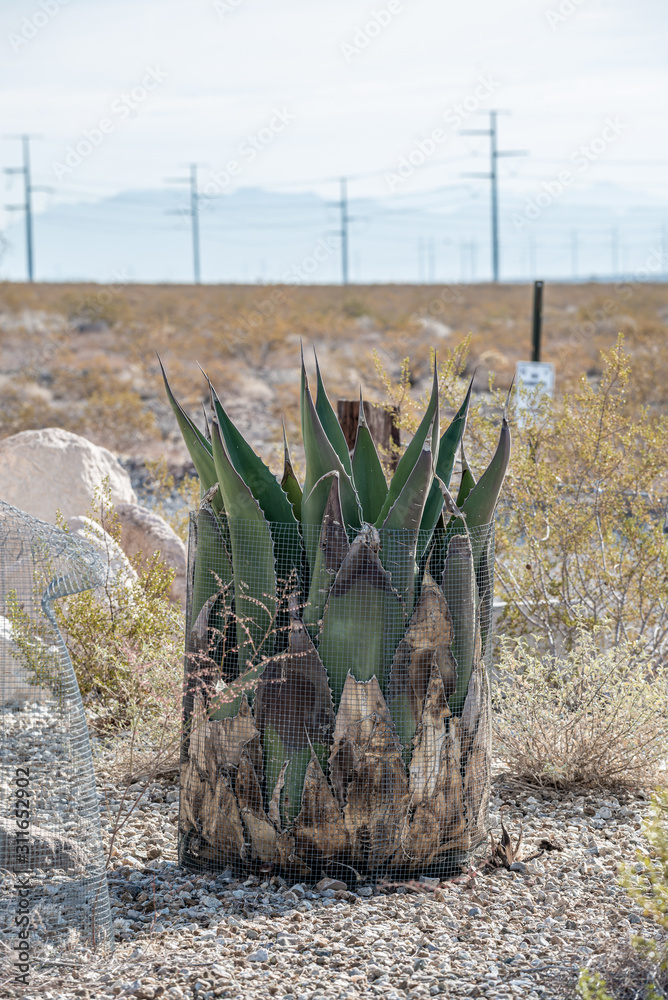 USA, Nevada, Clark County, Las Vegas. AN overgrown agave plant in bondage from the cage that protected it while growing. Sometimes, it is time to let go. USA, Nevada, Clark County, Las Vegas. AN overgrown agave plant in bondage from the cage that protected it while growing. Sometimes, it is time to let go.
