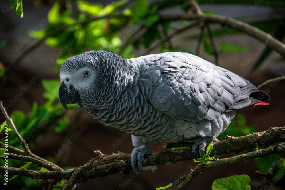 Obraz premium Parrot