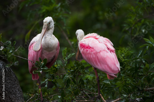 A mating pair of Roseate Spoonbills resting on top of their nest.