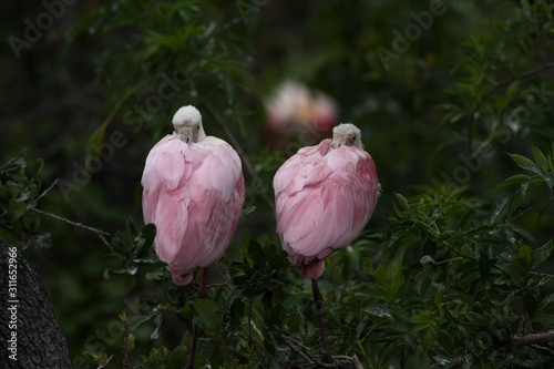 Tableau sur toile Two resting Roseate Spoonbills in a Florida rookery.