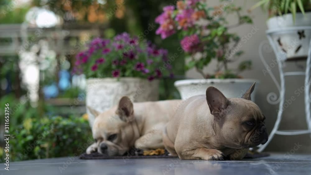 Sleepy french bulldogs lying on mat at balcony. Sleepy french bulldogs lying on mat at balcony.
