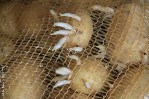 Sac de pommes de terre germées