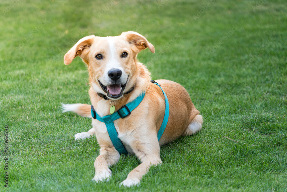 Young labrador dog with harness, smiling and happy, lying in the grass outside in the park, on a sunny summer day.