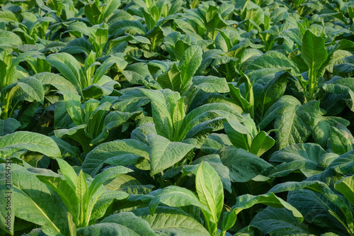 Blooming tobacco plants with leaves. Green leaf tobacco. Tobacco big leaf crops growing in tobacco plantation field.